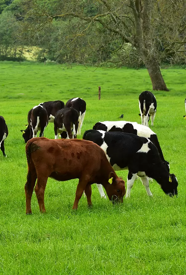 Livestock & Pet Care