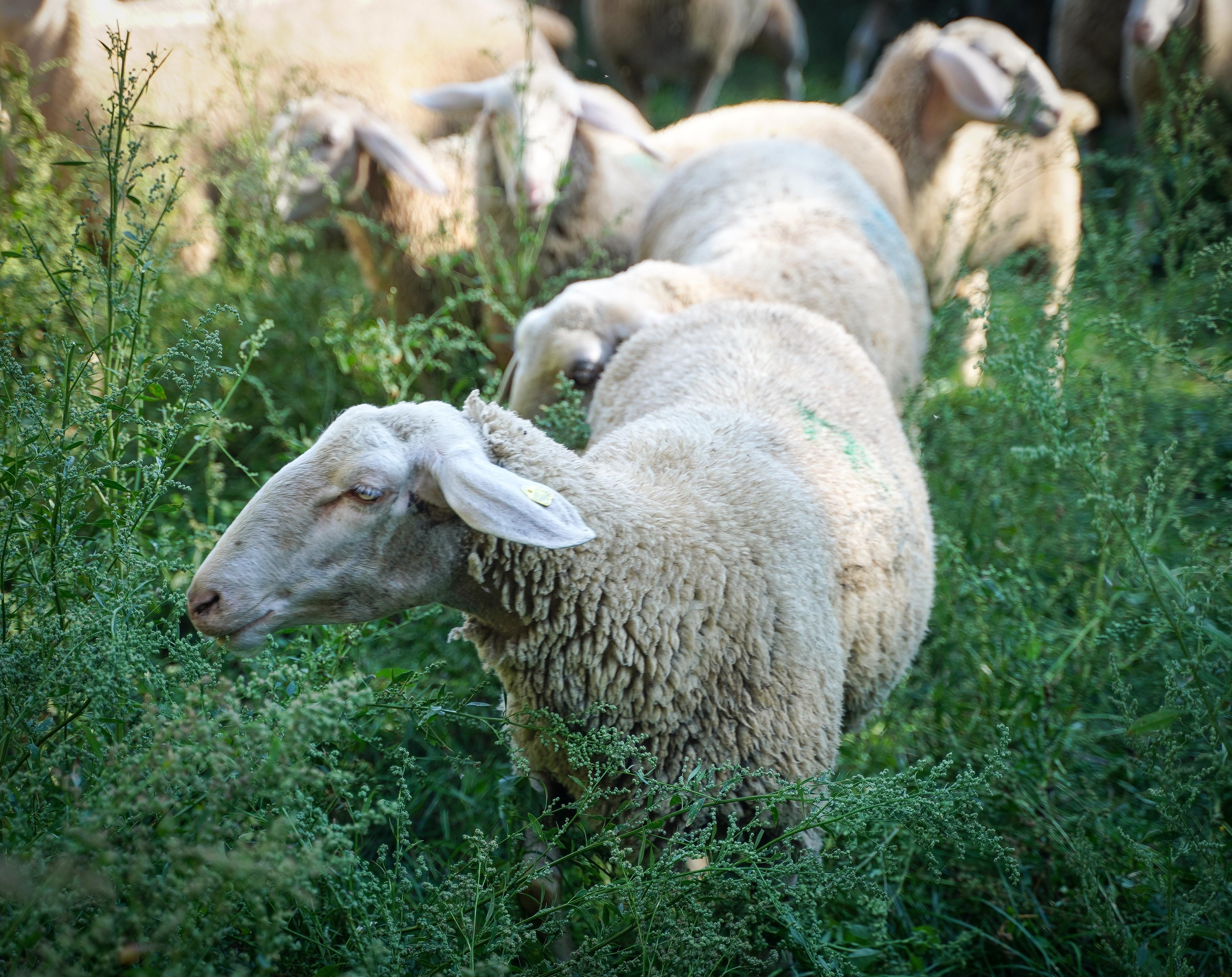 Sheep Care